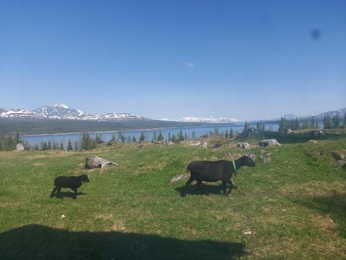two cows walking in a grassy field next to a lake at small camping cabbin with shared bathroom and kitchen near by in Hattfjelldal