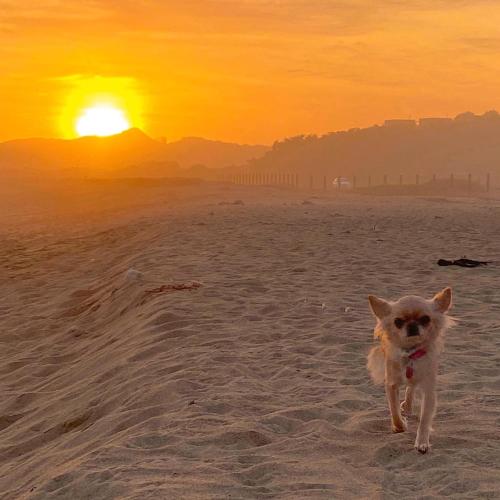 a dog running on the beach at sunset at Septiembre se pasa mejor en los Molles, te esperamos en cabaña5 in Los Molles