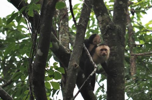a monkey is sitting in a tree at Hacienda Las Vainillas Boutique Hotel in Mastatal
