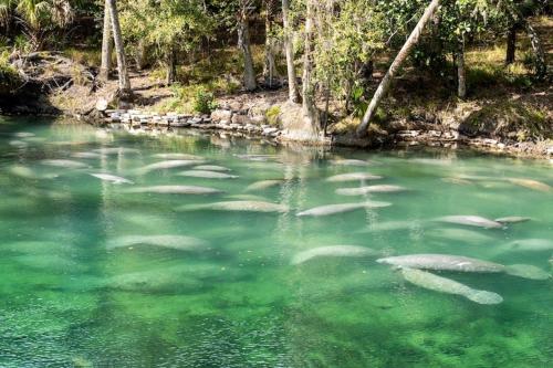 a group of fish swimming in a body of water at Cresting Wave Cottage by the Sea in Ormond Beach