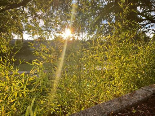 a sun shining through the trees in a field at Zen Haus Garden Retreat, prime location, Luxe amenities in Eugene