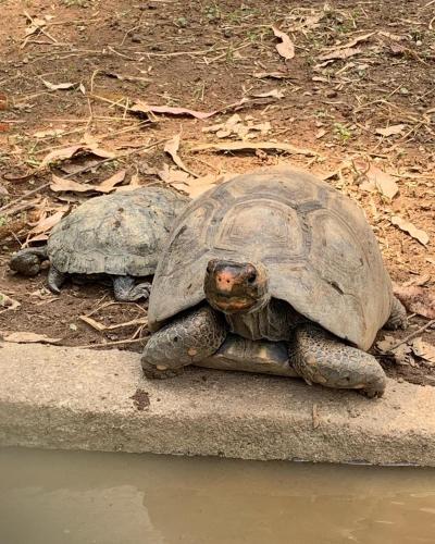 two turtles sitting on a curb next to the water at Chales em Salesopolis - Recanto da Barra in Salesópolis