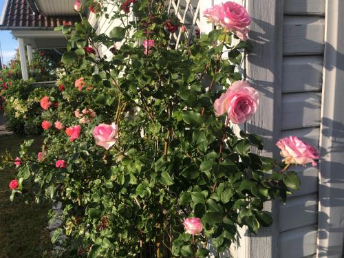 a bush of pink roses on the side of a house at Manni Homestay in Kuressaare