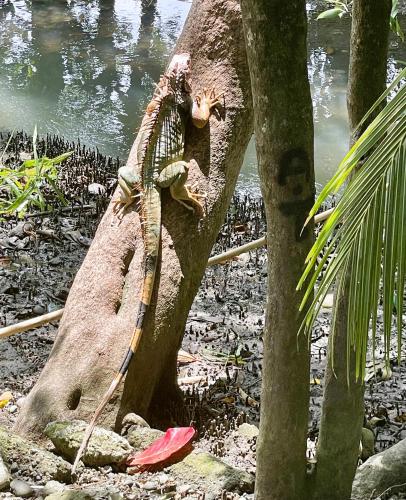a lizard sitting on top of a tree at An abundance of wildlife at Jungle Glory Home Abajo in Manuel Antonio