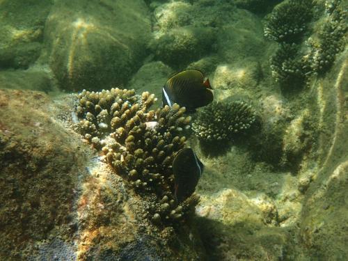 a group of fish swimming in the water at Baan sikhao Yanui in Rawai Beach