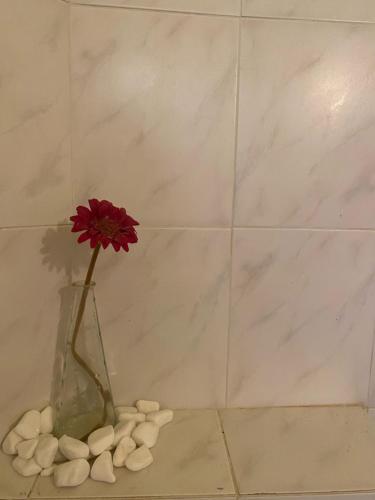 a vase with a red flower and some shells at Mini Beach House in Logaras