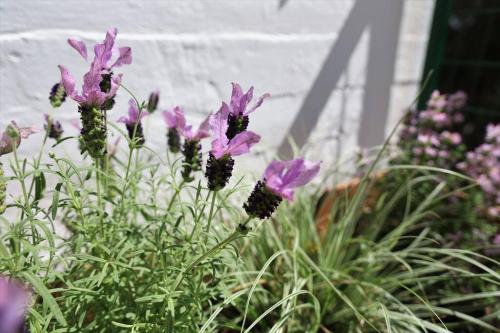 a bunch of purple flowers in a garden at Το σπίτι δίπλα στη θάλασσα / The house by the sea in Rafina