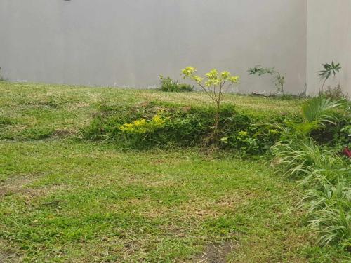 een grasveld met gele bloemen en een gebouw bij House in curepipe in Curepipe