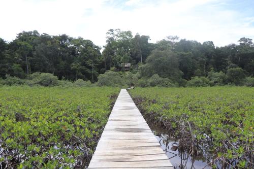 une promenade en bois à travers un marais planté d'arbres en arrière-plan dans l'établissement Konsenda Bocas del Toro, à Bocas del Toro