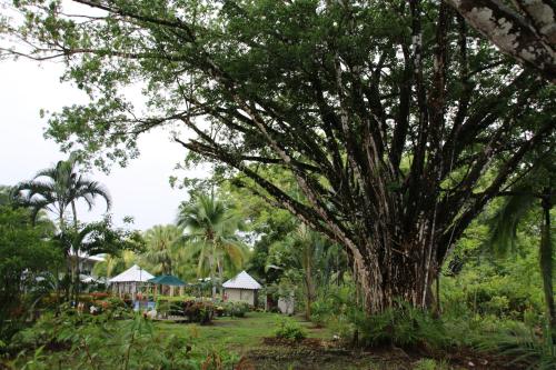 a large tree in the middle of a garden at Family 2bd apt near Quepos/Manuel Antonio in Quepos