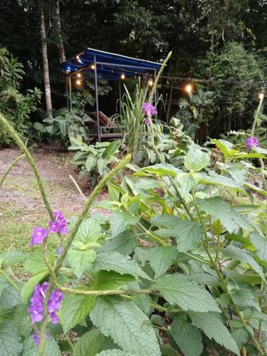 a garden with purple flowers and a blue structure at Jungle Living Tree Houses in Monteverde Costa Rica