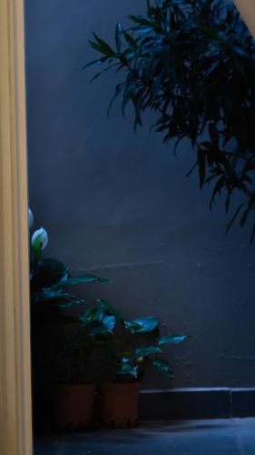 a plant in two pots next to a blue wall at Le Soleil Boutique Hotel in Da Lat