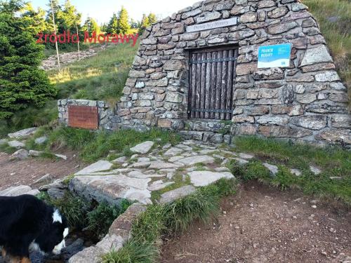a dog standing in front of a stone building at Noclegi i sauna w starym domu in Pławnica