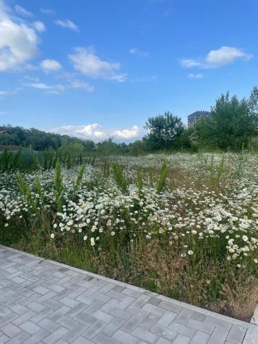 a field of white flowers in a field at Tsaghkadzor Alvina complex in Tsaghkadzor