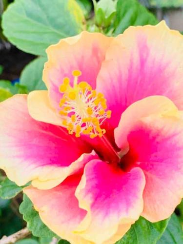 a pink and yellow flower on a plant at North Shore Garden Studio in Haleiwa
