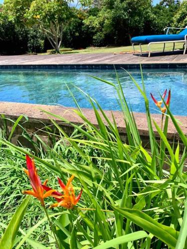 a swimming pool with some flowers in the grass at North Shore Garden Studio in Haleiwa