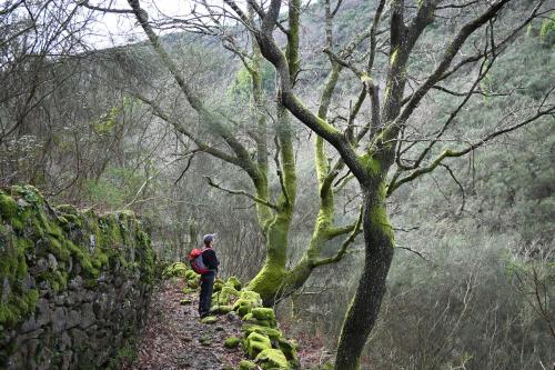 a man standing on a trail next to a tree at Quinta Ecológica da Peneda Agroturismo by Peneda ecofarm in Arcos de Valdevez