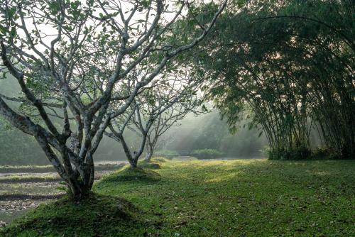 two trees in a field with fog in the background at Lunuganga Estate in Bentota