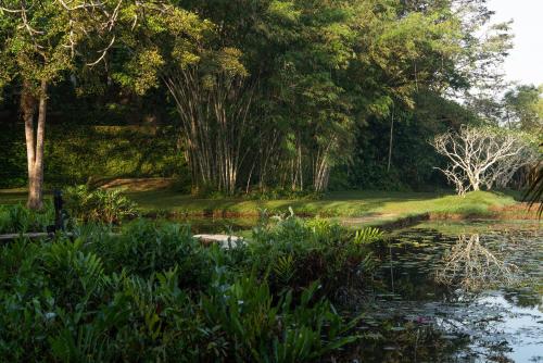 a garden with a pond and trees in the background at Lunuganga Estate in Bentota