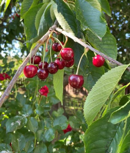 a bunch of red cherries hanging from a tree at Vivans Bed and Self catering in Kristianstad