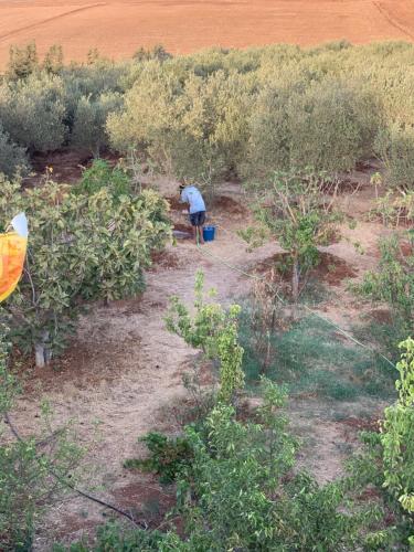 a person is standing in a field of trees at Dommaine hadda in Khemisset