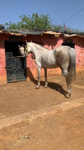 a gray horse standing next to a building at Dommaine hadda in Khemisset