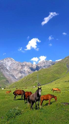 a herd of horses grazing in a field with mountains in the background at Mountain flower cottage in Stepantsminda