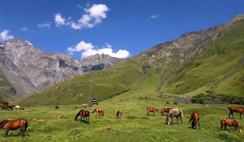 a group of horses grazing in a field with mountains in the background at Mountain flower cottage in Stepantsminda