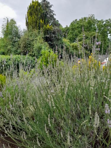 a garden with tall grass and flowers at Ferienwohnung Pickel in Kottenheim