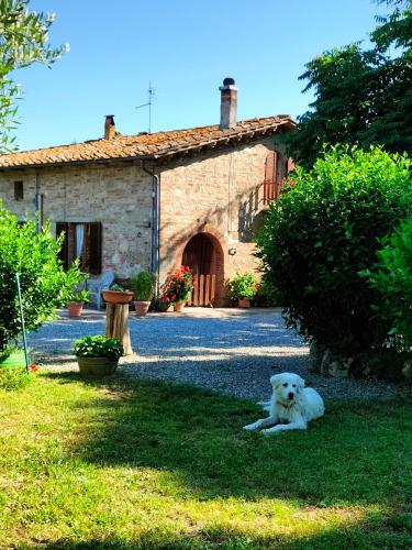 a white dog laying in the grass in front of a building at L'oca Nera in Chiusi