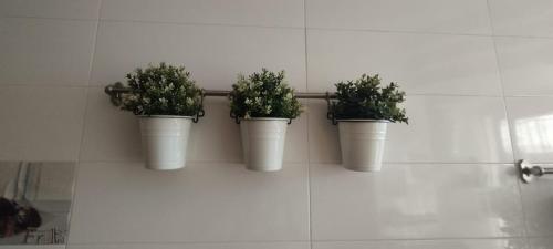 três vasos de plantas em baldes numa parede em Chambre haut standing em Rabat