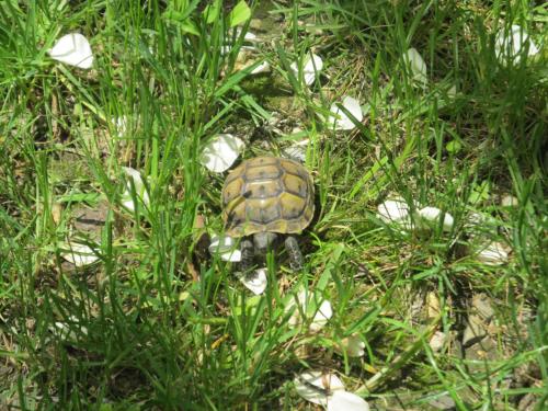 a turtle is walking through the grass at Guesthouse Mtskheta-Kapanadze in Mtskheta