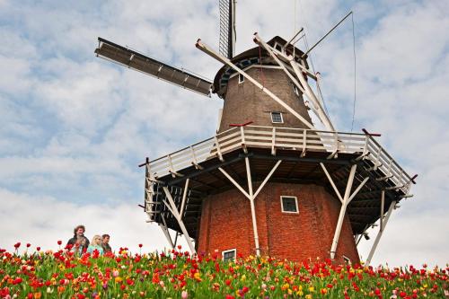 a windmill in a field of flowers at Kerkhotel Bij De Pastorie in Reitsum