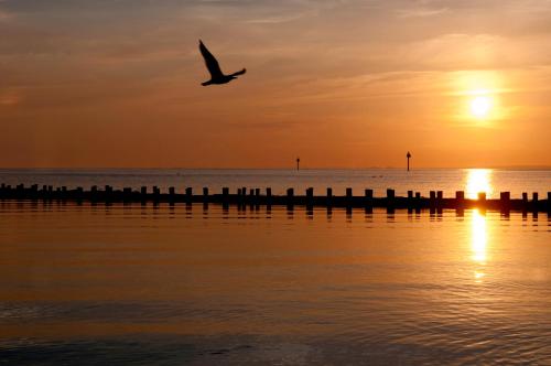 a bird flying over the water at sunset at Kerkhotel Bij De Pastorie in Reitsum
