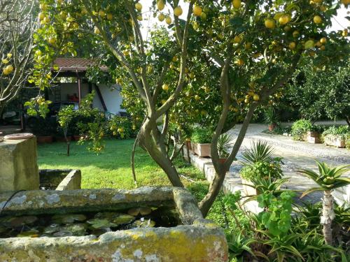 an orange tree in the yard of a house at B&B Le Amazzoni in Torre Chianca