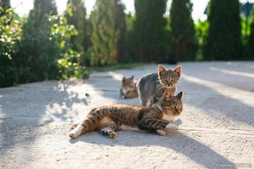three cats are sitting on the side of a road at Casa Dora in Suceava