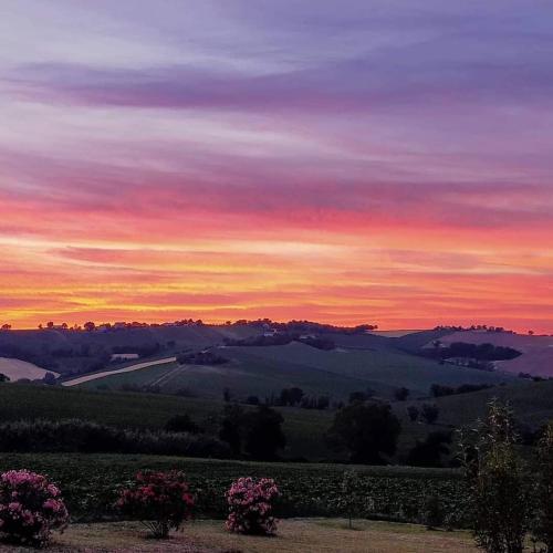 a sunset over a vineyard with flowers in the foreground at Il Giardino nella Valle in Belvedere Ostrense