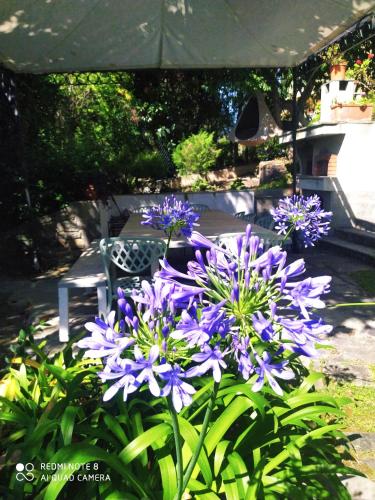a bunch of purple flowers in a garden at Pergolato suite in Sanremo