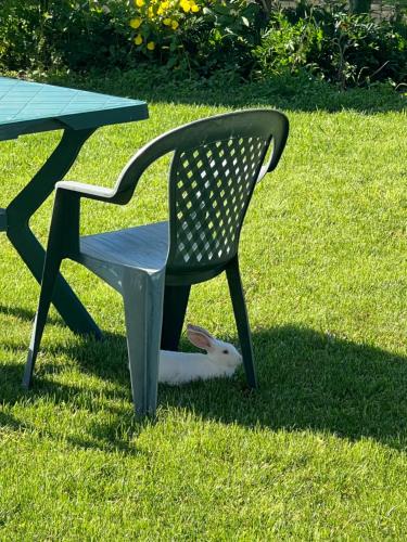 a cat sitting under a chair next to a table at Vila Ndrio in Pogradec