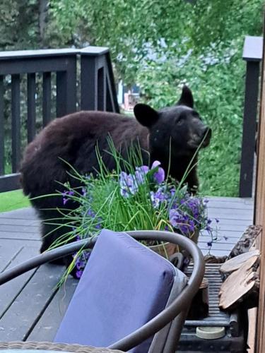 a black bear sitting on a deck with flowers at Alaska Chalet Bed & Breakfast in Eagle River