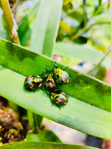 three ladybugs are sitting on a green leaf at Villa La Fortuna Altos del Maria in Filipina