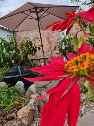 a red flower and an umbrella in a garden at Flores de la Villa in Huayoccare