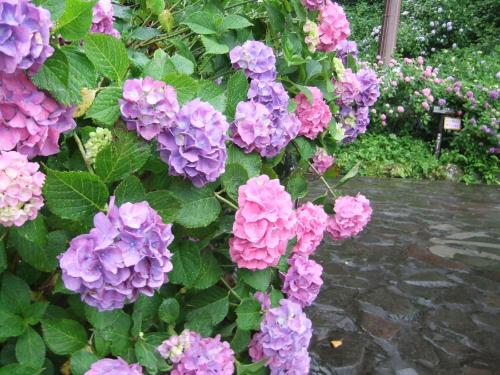a bunch of purple hydrangeas on a bush at Shimoda Yamatokan in Shimoda