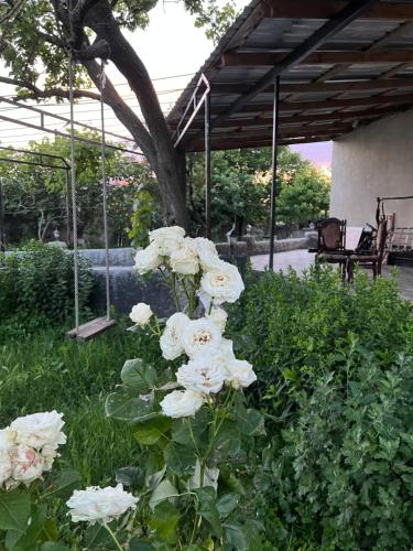 a bunch of white roses in a garden at Mamuka's Guesthouse in Udabno
