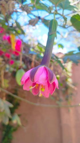 a pink flower is hanging from a tree at Hospedaje Chaska Pisac in Pisac