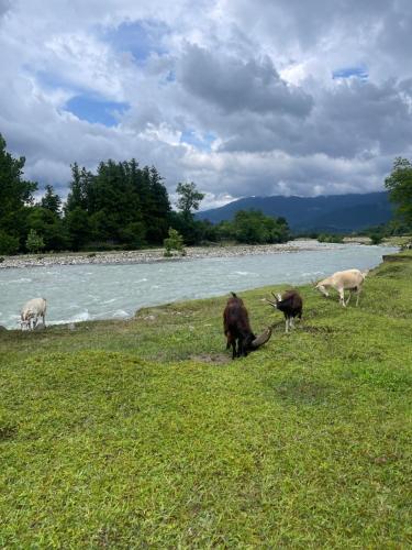 a group of animals grazing in a field next to a river at Odo’s Guest House in Martvili