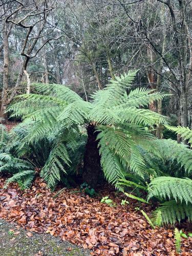 a large green plant sitting in the woods at The Beeches Olinda Accommodation in Olinda