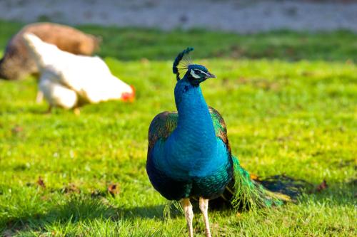 a peacock standing in a field of grass at Château d'Aigneville in Aigneville