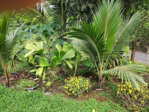 un jardín con palmeras y otras plantas en Maricel house, en San Rafael