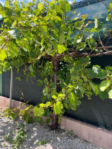 a small green tree in front of a building at A casa di amici in Vidor